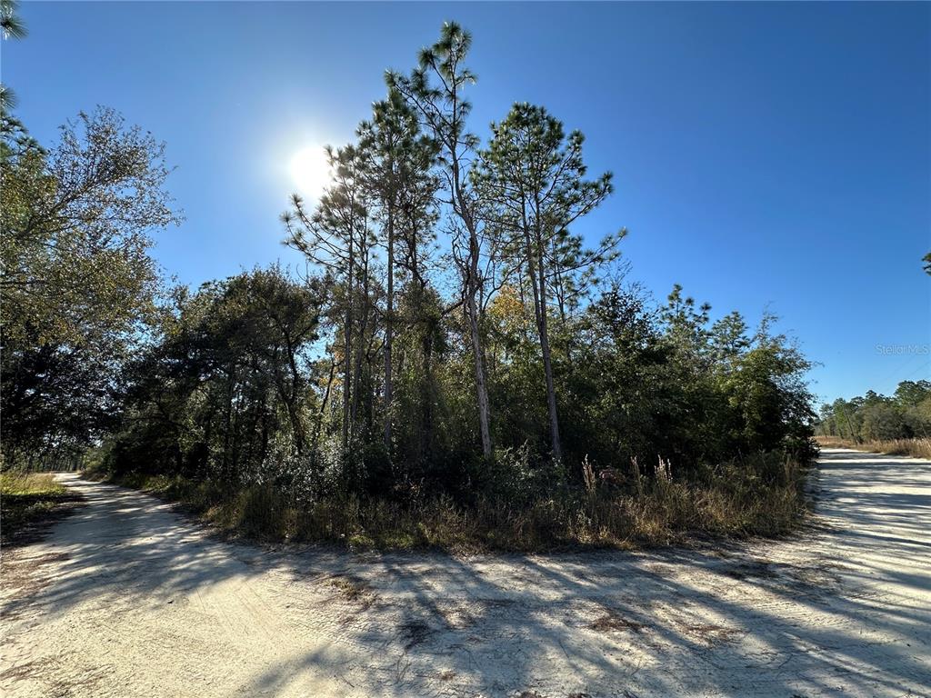 A dirt road forks in front of a wooded area with tall pine trees — TBD NE 15TH STREET, WILLISTON, FL