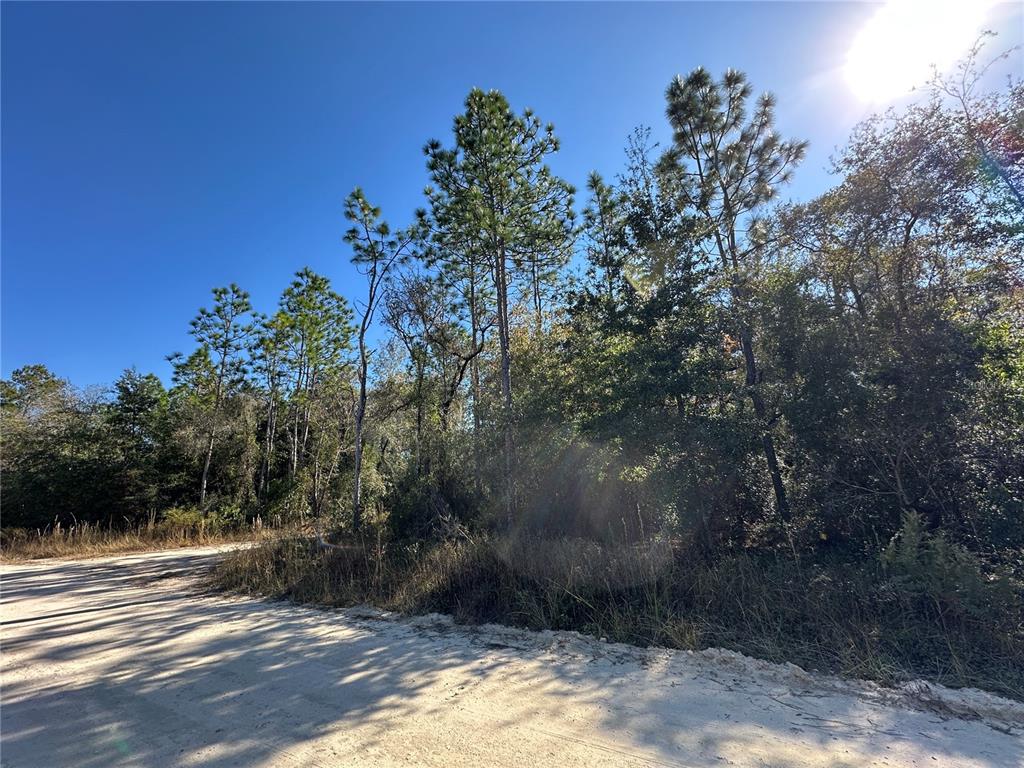 A dirt road runs alongside a wooded area with tall pine trees under a sunny sky — TBD NE 15TH STREET, WILLISTON, FL