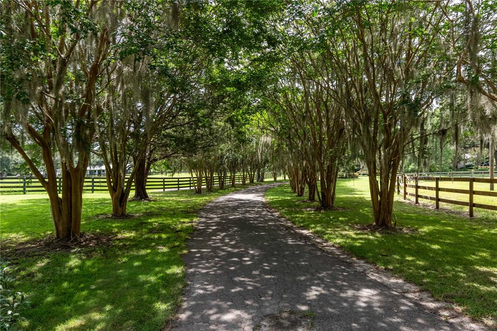 A paved driveway winds through a grassy yard lined with mature trees draped in Spanish moss — 12500 NW 100TH STREET, OCALA, FL