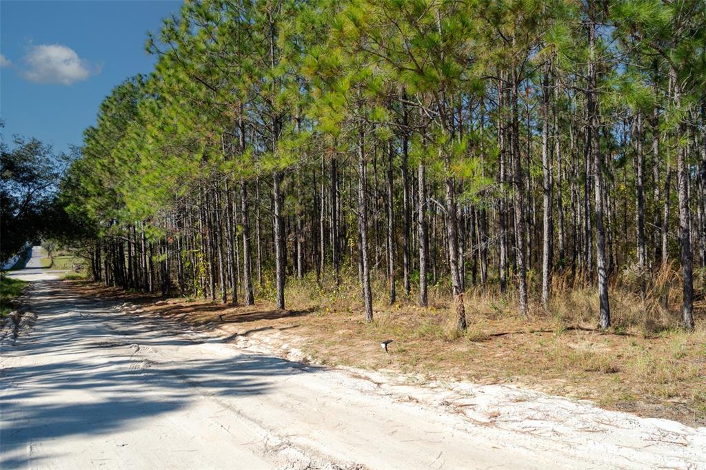 A dirt road runs alongside a dense forest of tall pine trees under a blue sky — LOST LAKE ROAD, CLERMONT, FL