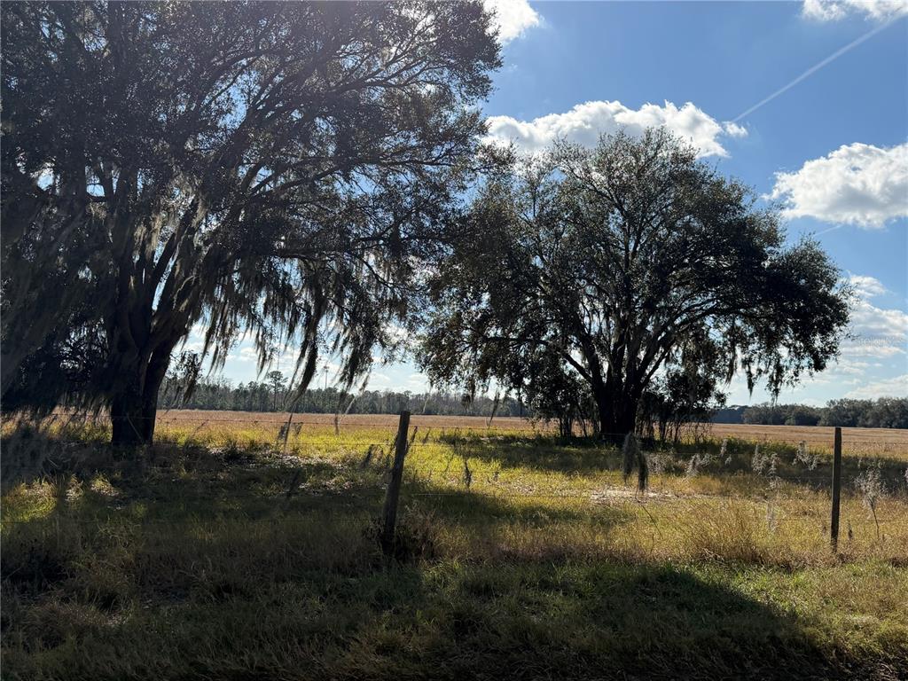 Two large oak trees stand in a grassy field behind a wire fence — LAKE ERIE, GROVELAND, FL