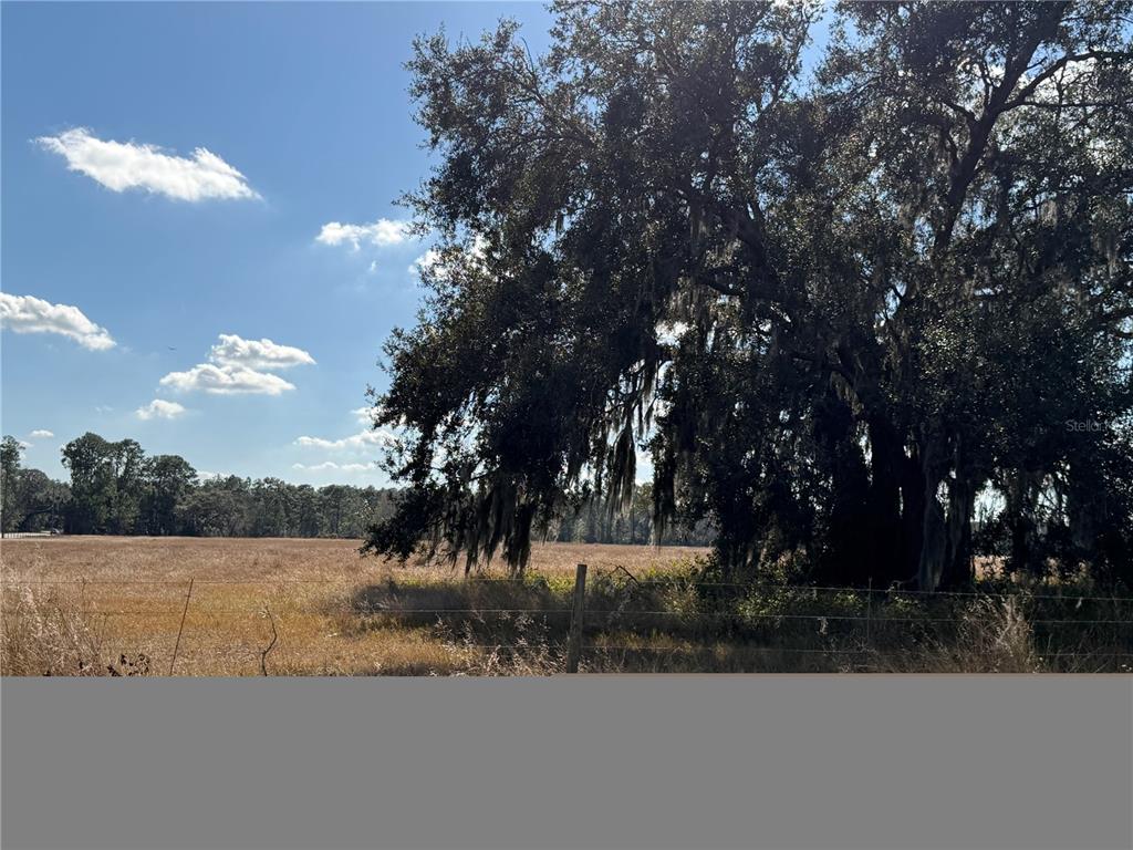A large oak tree with Spanish moss stands beside a fenced, dry grassy field — LAKE ERIE, GROVELAND, FL