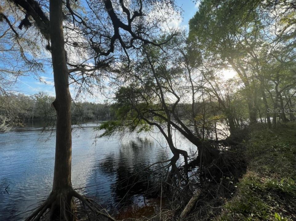 A view of a riverbank with large trees and exposed roots along the water's edge — 1263 NW 82ND TERRACE, BELL, FL