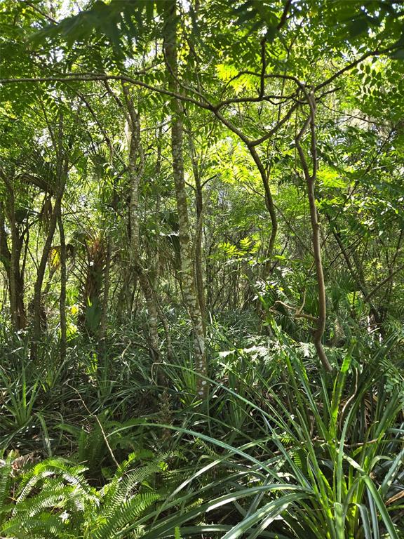 DUTTON AVENUE, DELAND, FL — photo 5 of 6