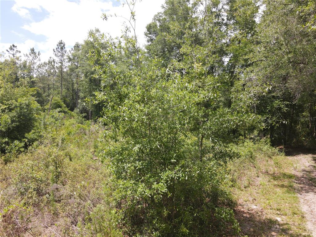 A young tree stands in a clearing surrounded by dense woods and brush — TBD N STATE ROAD 121 UNIT 3, ALACHUA, FL