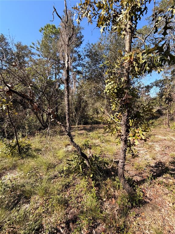0 CYPRESS STREET, INTERLACHEN, FL — photo 2 of 11