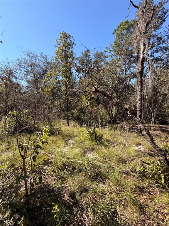 0 CYPRESS STREET, INTERLACHEN, FL — photo 4 of 11