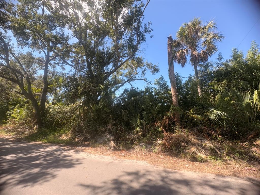 A paved road runs alongside a wooded lot with large trees and dense tropical vegetation — 2601 GOLDWYN DRIVE, RUSKIN, FL