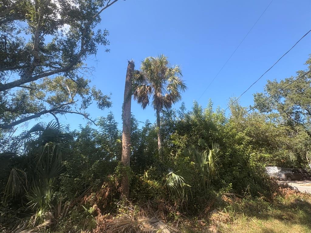 A tall, damaged palm tree stands in a wooded area near power lines — 2601 GOLDWYN DRIVE, RUSKIN, FL