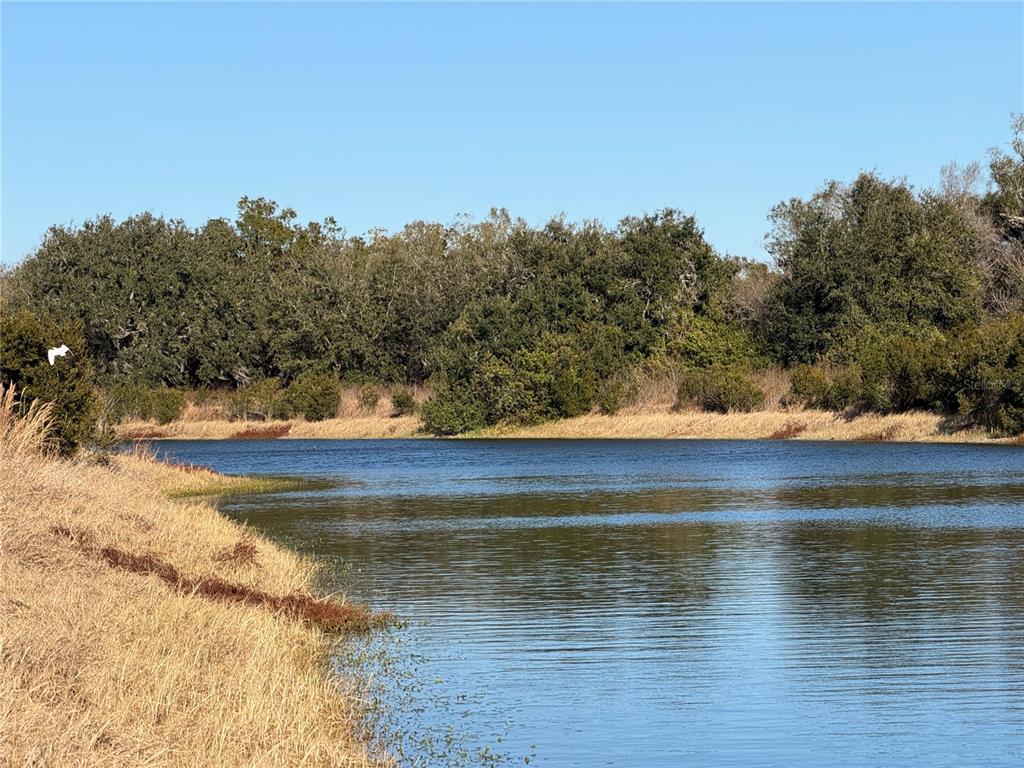 A view of a calm pond bordered by dry grasses and a dense line of trees — 100AC NE HWY 17, ARCADIA, FL