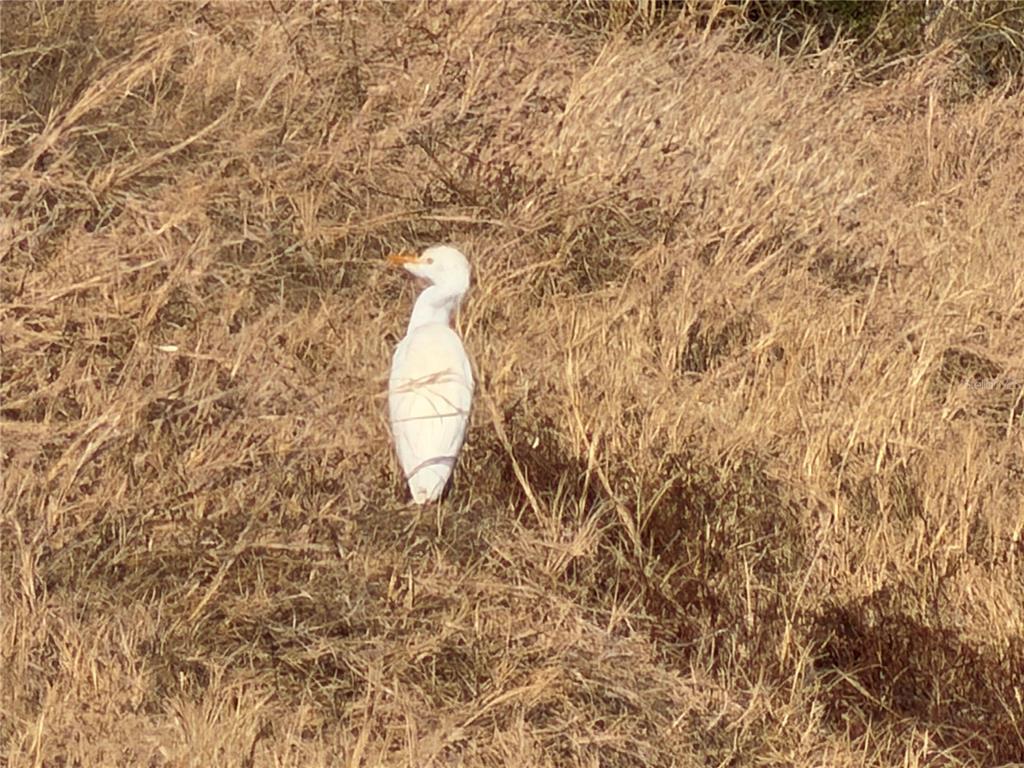 A white cattle egret stands in a field of dry, golden grass — 100AC NE HWY 17, ARCADIA, FL