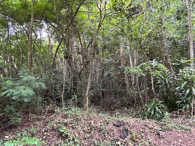 A dense, wooded area with various trees and green undergrowth in a natural forest setting — Bo. Candelaria PR 647 CAMPO NUEVO -AZUCENA ST. UNIT #1, VEGA ALTA, PR