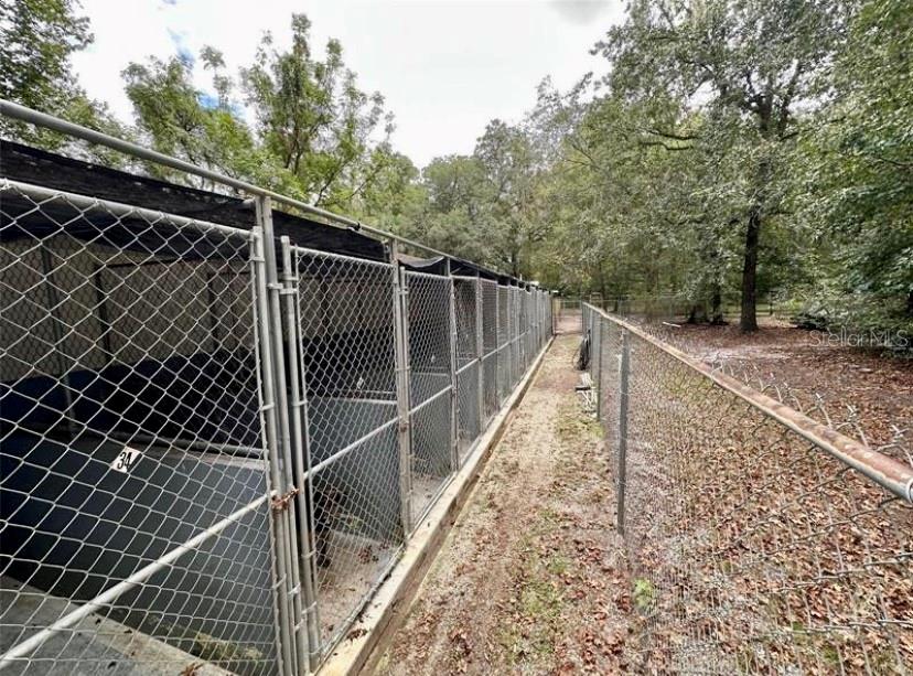 A row of outdoor chain-link dog kennels sits next to a wooded area — 24392 LANARK ROAD, BROOKSVILLE, FL