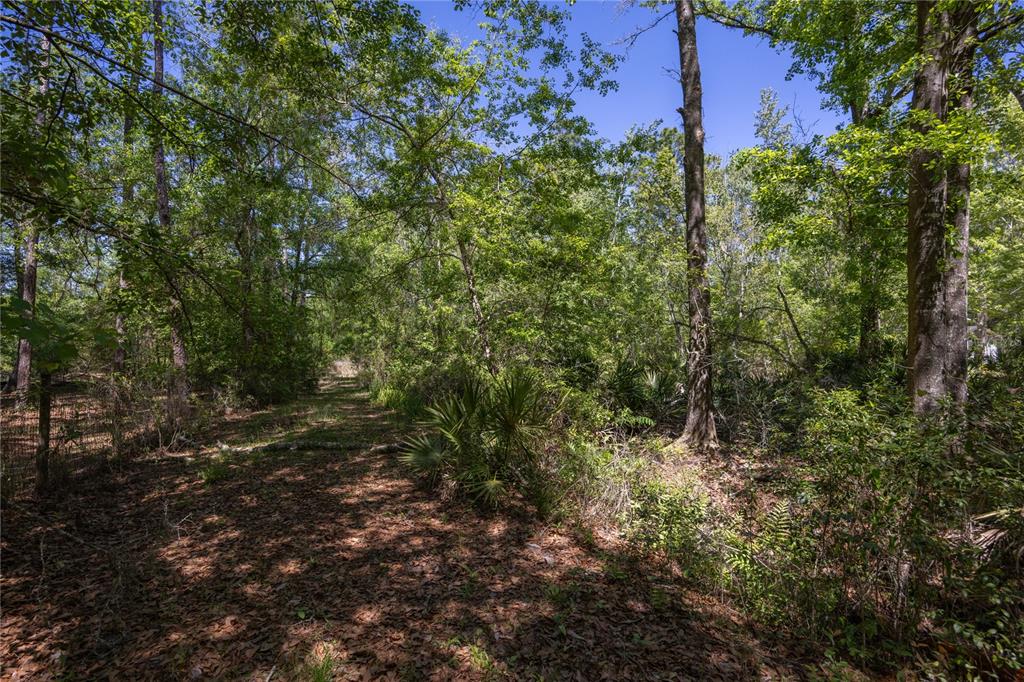 A dirt path leads through a wooded area with dense trees and palmetto plants — NE 108TH AVENUE, WALDO, FL