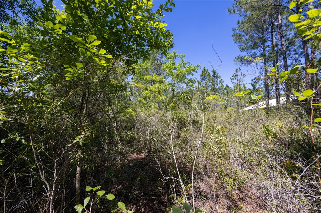 A view of a densely wooded, undeveloped lot with tall pine trees and thick underbrush — NE 108TH AVENUE, WALDO, FL