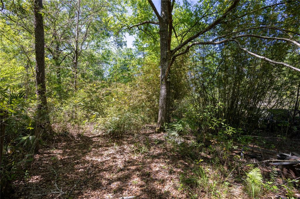 A wooded lot with dense trees, bamboo, and a leaf-covered ground — NE 108TH AVENUE, WALDO, FL
