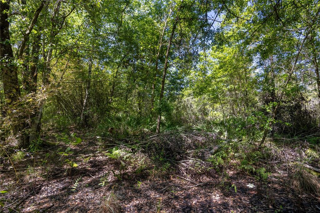 A dense, wooded area features tall trees, palmetto plants, and a forest floor covered in leaves — NE 108TH AVENUE, WALDO, FL