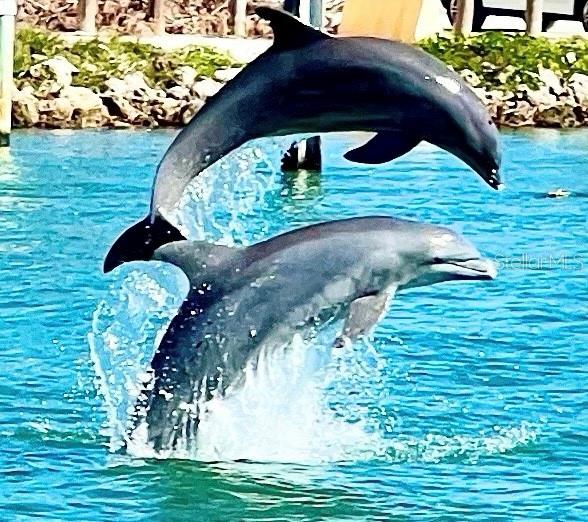 Two dolphins leap out of the water in a coastal area — 102 2ND AVENUE, VENICE, FL