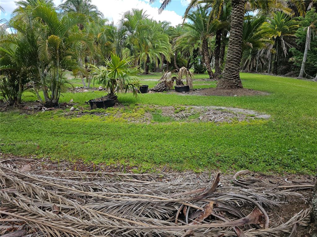 A grassy yard features several palm trees and scattered dried palm fronds on the ground — 1405 6TH STREET SE, RUSKIN, FL