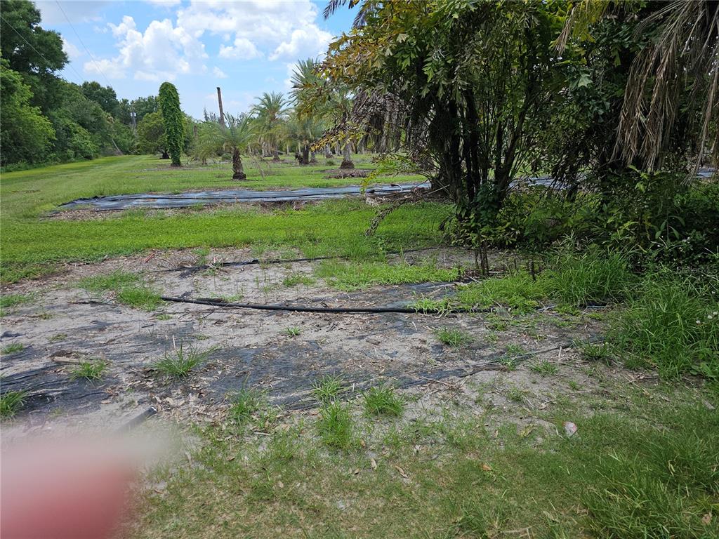 A field with black landscape fabric, irrigation lines, and scattered palm trees — 1405 6TH STREET SE, RUSKIN, FL