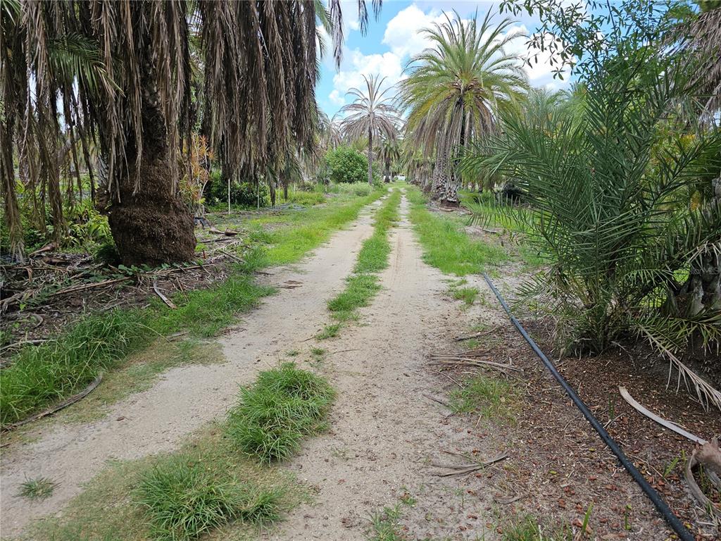 A dirt path runs between rows of palm trees in a sunny outdoor setting — 1405 6TH STREET SE, RUSKIN, FL