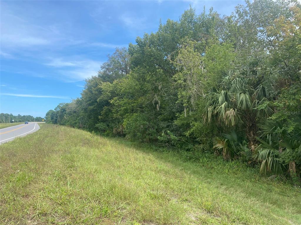 A grassy roadside area borders a dense line of trees and palm vegetation — GRISSOM PKWY, COCOA, FL