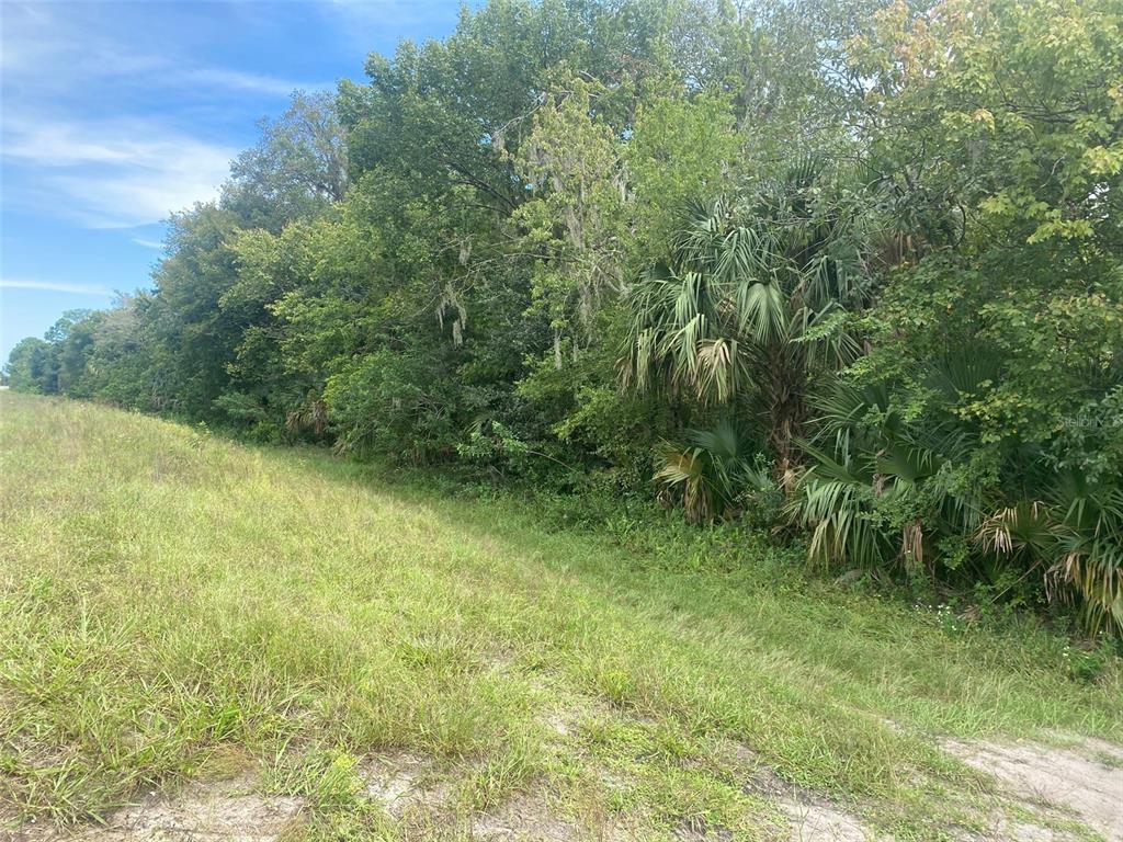 A grassy field borders a dense line of trees and palm plants under a blue sky — GRISSOM PKWY, COCOA, FL