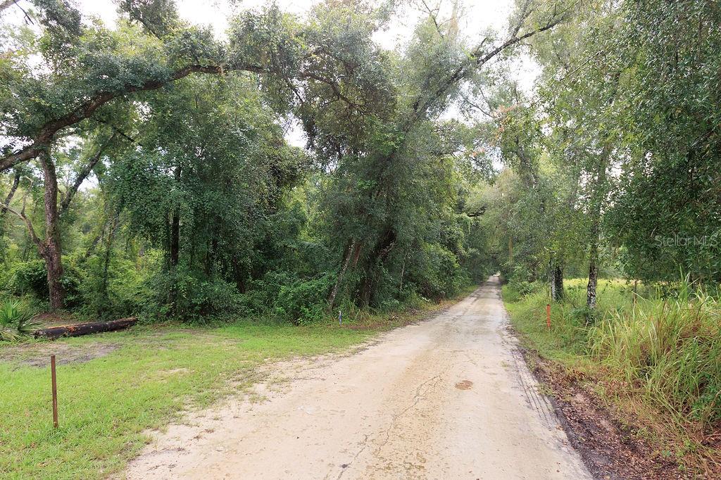 A dirt road winds through a wooded area with tall trees and grassy shoulders — 0 LUCILLES SHADY LANE, NOBLETON, FL