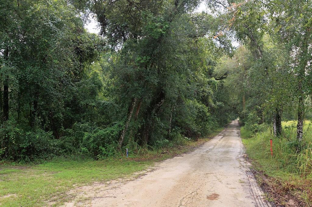 A dirt road runs through a wooded area with dense trees on both sides — 0 LUCILLES SHADY LANE, NOBLETON, FL