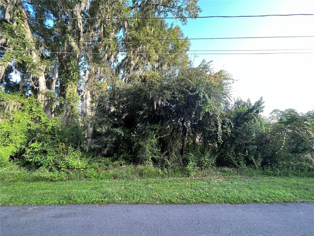 A dense, overgrown wooded lot sits behind a strip of grass and an asphalt road — 264 TOMS ROAD, DEBARY, FL