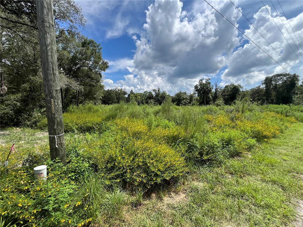 A utility pole stands beside a grassy, overgrown lot filled with yellow wildflowers under a sky — 12362 W RIVERWOOD DRIVE, CRYSTAL RIVER, FL