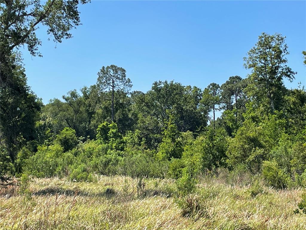 A grassy field leads to a dense line of trees under a clear blue sky — ARDENWOOD, TAMPA, FL