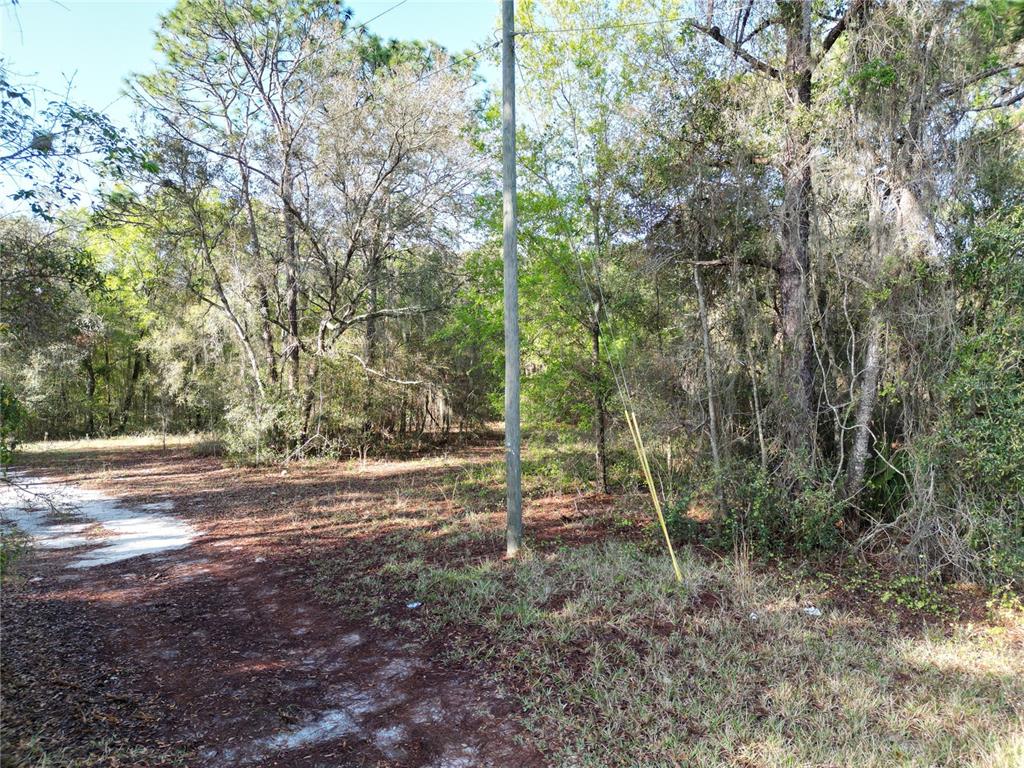 A utility pole stands in a wooded lot with a dirt path in the foreground — 0000 E HWY 25, BELLEVIEW, FL