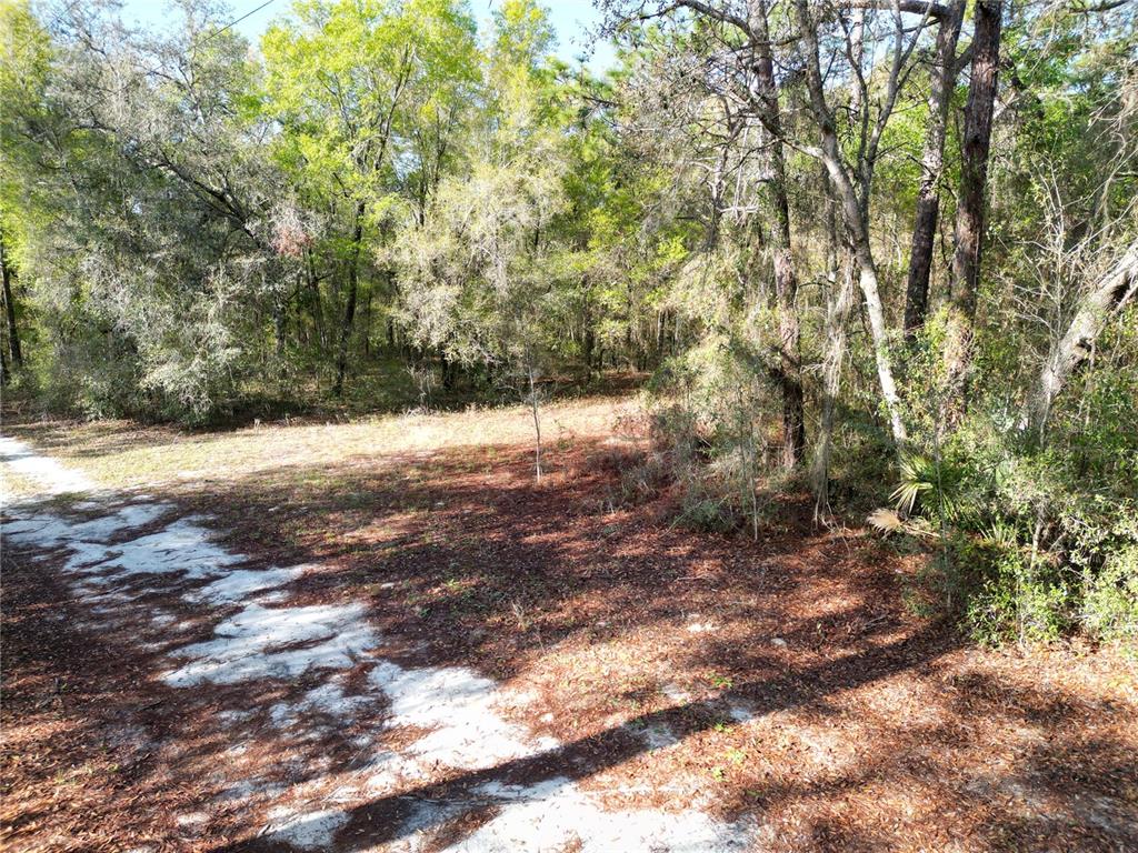 A sandy path leads into a wooded area covered with fallen pine needles and trees — 0000 E HWY 25, BELLEVIEW, FL