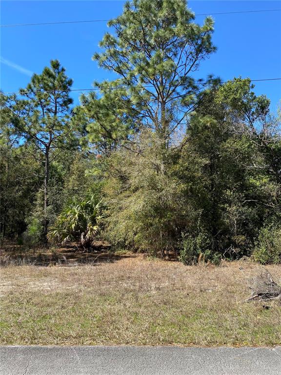 A wooded lot with pine trees and palmettos sits behind a paved road — 8630 N CATAPANE LOOP, CRYSTAL RIVER, FL