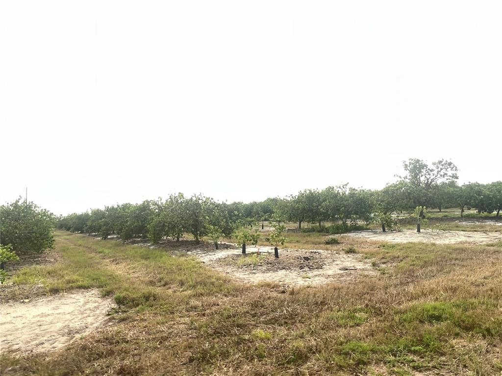 A view of a citrus grove with rows of trees planted in sandy soil — NE HWY 70, ARCADIA, FL