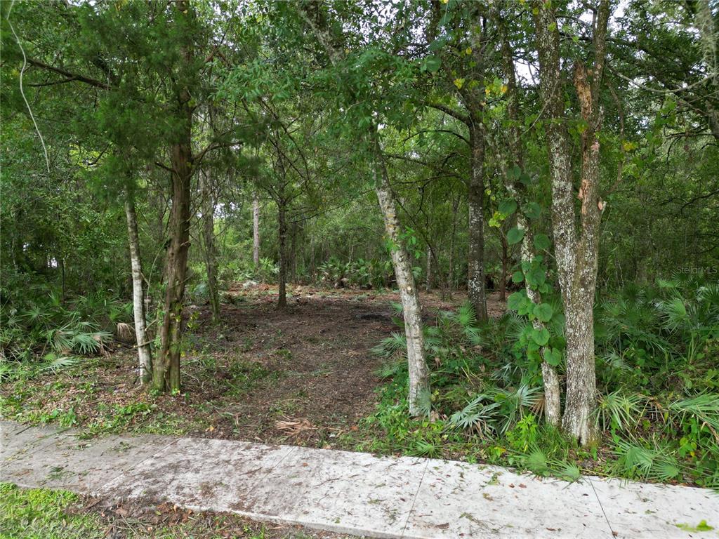 A wooded, undeveloped residential lot features a concrete sidewalk in the foreground — 2039 N 6TH ST, ORLANDO, FL