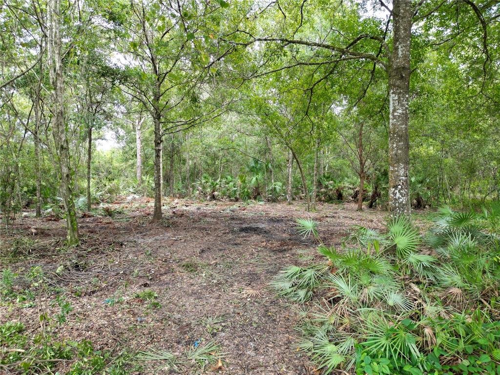 A wooded lot with cleared ground, scattered debris, and native palmetto plants — 2039 N 6TH ST, ORLANDO, FL