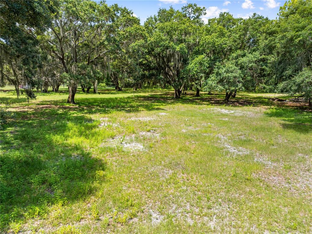 A grassy, sunlit lot features scattered mature oak trees with hanging Spanish moss — 0 HICKORY TREE RD. SAINT CLOUD, FL UNIT 34772, ST CLOUD, FL