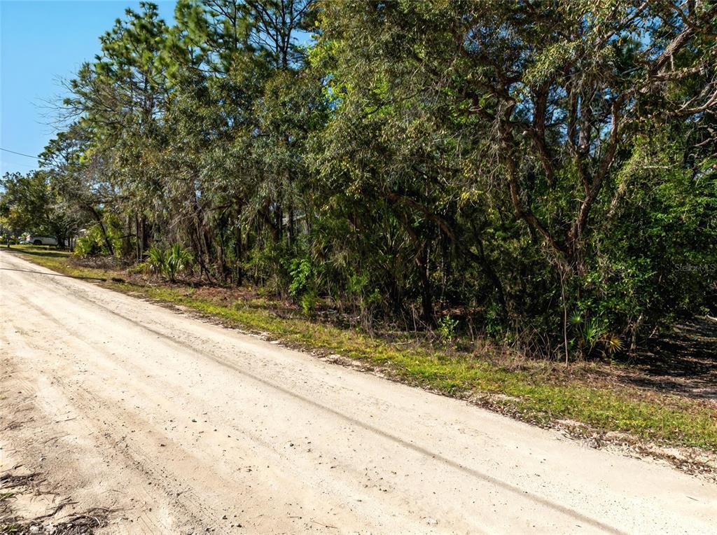 A dirt road runs alongside a wooded lot with dense trees and vegetation — 9003 GLENARM WAY, WEEKI WACHEE, FL
