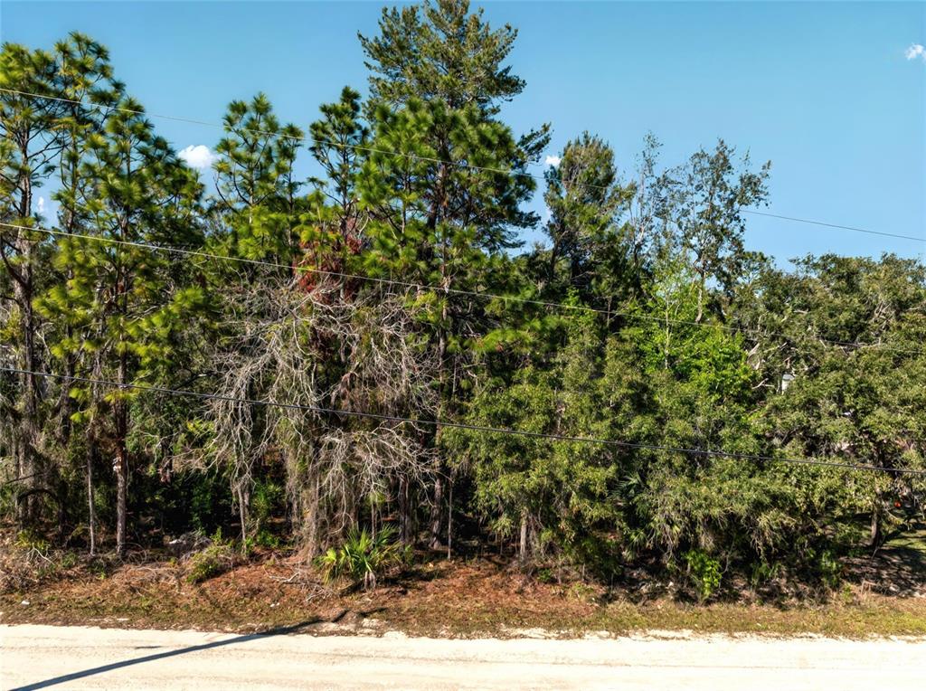 A wooded lot with tall pine trees and dense undergrowth borders a sandy road — 9003 GLENARM WAY, WEEKI WACHEE, FL
