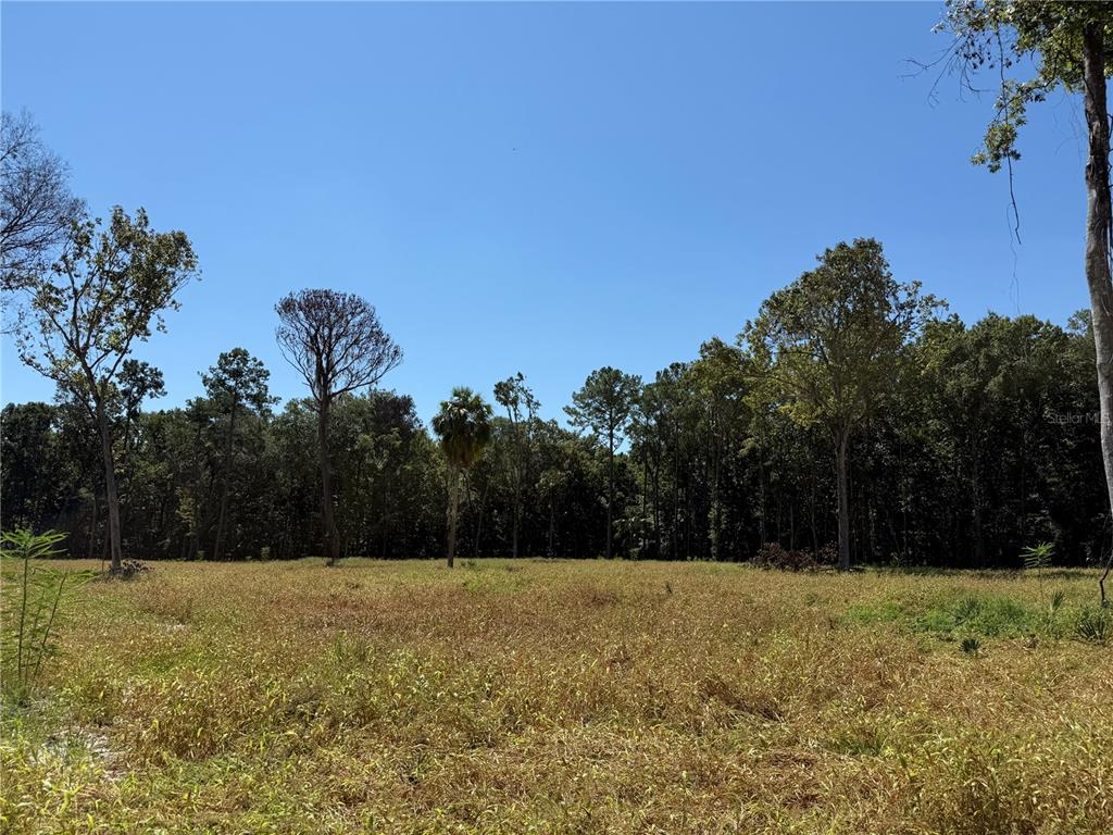 A wide, grassy field sits in front of a dense line of trees under a sky — 62ac NW 193RD ST, MICANOPY, FL