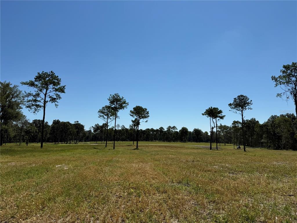 A wide, grassy field features scattered pine trees under a clear blue sky — 62ac NW 193RD ST, MICANOPY, FL