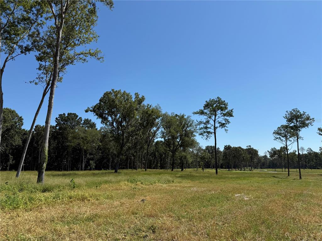 A grassy field with scattered trees under a clear blue sky — 62ac NW 193RD ST, MICANOPY, FL
