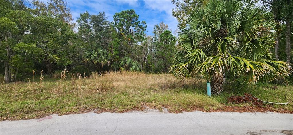 A vacant, grassy lot with a palm tree and dense woods in the background — LOT 285 CUTLASS DRIVE, HUDSON, FL