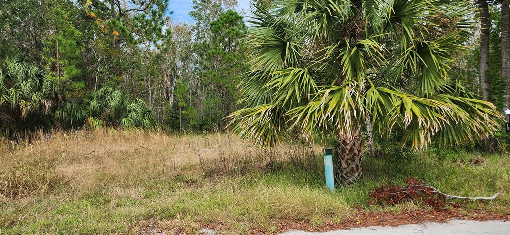 A vacant, grassy lot features a large palm tree and dense woods in the background — LOT 285 CUTLASS DRIVE, HUDSON, FL