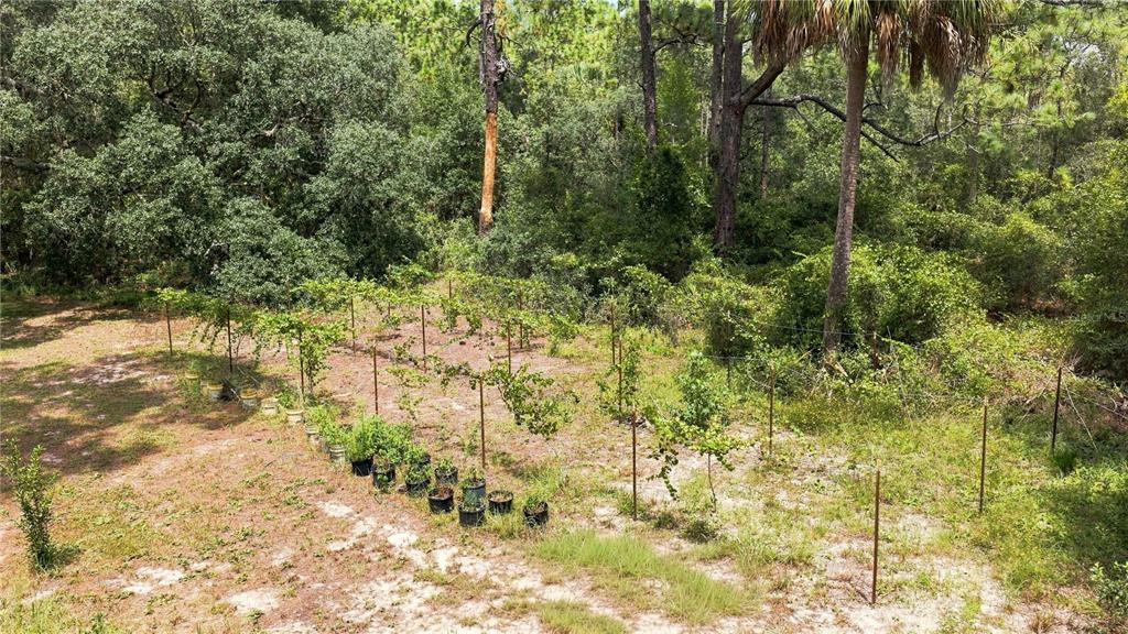 An outdoor garden area features rows of trellised vines and potted plants on sandy soil — 5257 N SATIN TERRACE, DUNNELLON, FL
