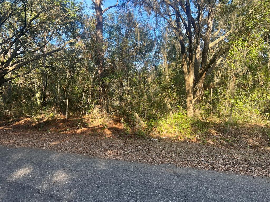 A paved road runs along the front of a wooded lot with dense trees — GUAVA TERRACE, OCKLAWAHA, FL
