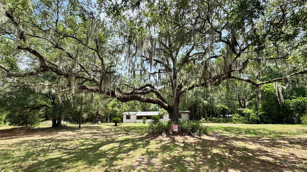 A single-story house sits behind a large, moss-draped oak tree in a grassy yard — 11286 E HIGHWAY 25, BELLEVIEW, FL