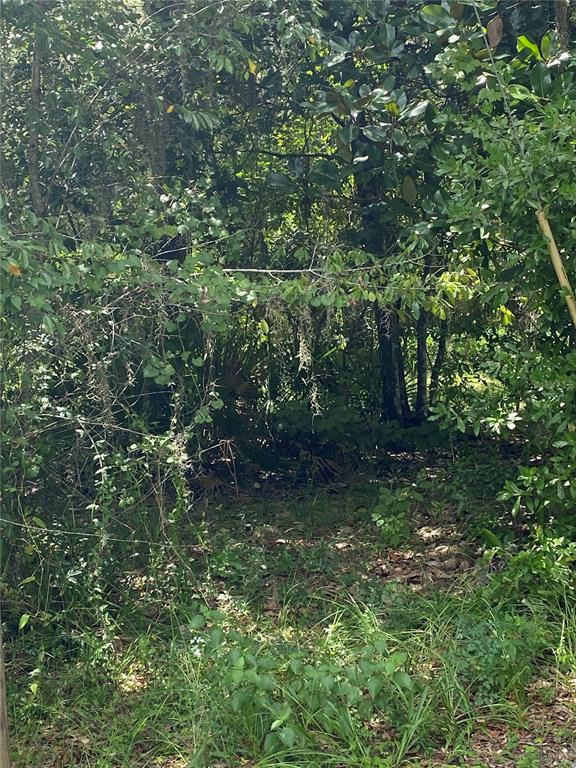 A view of a densely wooded area with various trees, shrubs, and ground vegetation — CR 448C, LAKE PANASOFFKEE, FL